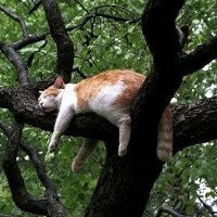 Cat Info Form