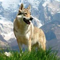 Dog Info Form